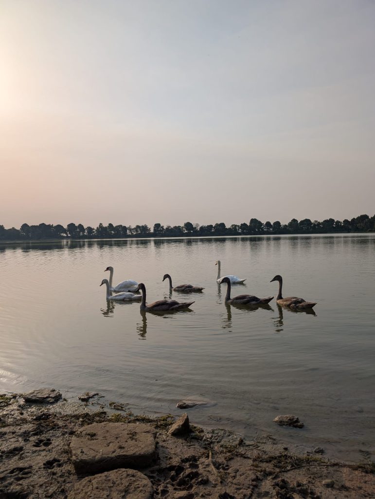 Cisnes en la estanca de corella
